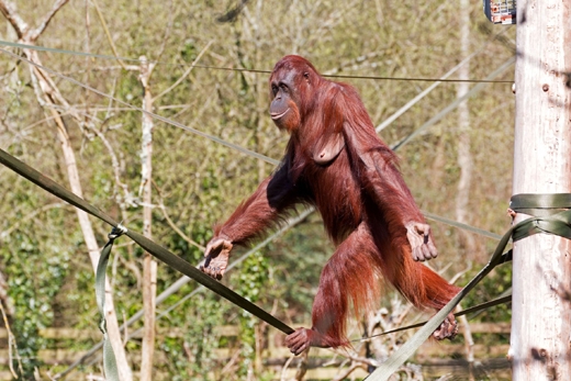 orangutan 